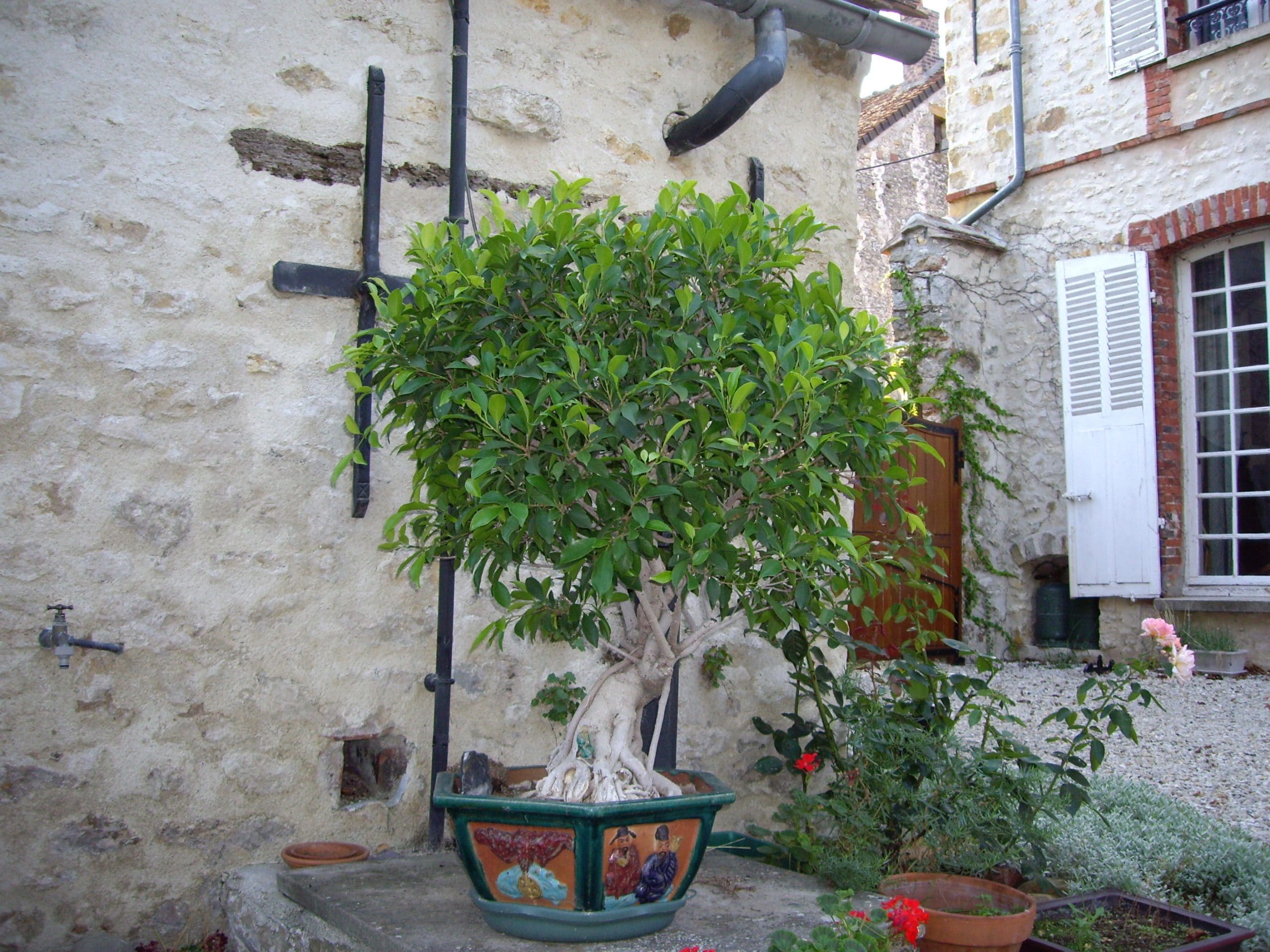 bonsaïs rayonnants et objets magiques